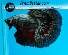Load image into Gallery viewer, Red Copper Halfmoon Male