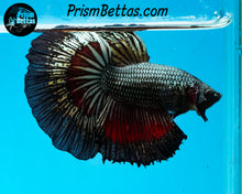Load image into Gallery viewer, Red Copper Halfmoon Male