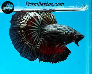 Red Copper Halfmoon Male
