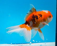 Load image into Gallery viewer, Tricolor Oranda (3.5-4.25 inches)