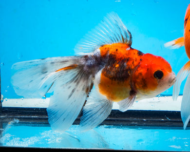 Calico Oranda (3.5-4.25 inches)