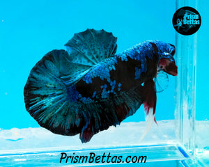 Samurai Koi Halfmoon Plakat Male