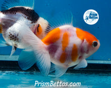 Load image into Gallery viewer, Sakaru Oranda Male (3.25  inch length) Imported from Thailand