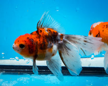 Load image into Gallery viewer, Calico Oranda (3.5-4.25 inches)