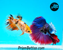 Load image into Gallery viewer, Dumbo Halfmoon Male