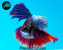 Load image into Gallery viewer, Dumbo Halfmoon Male