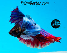 Load image into Gallery viewer, Dumbo Halfmoon Male