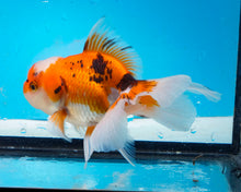 Load image into Gallery viewer, Tricolor Oranda (3.5-4.25 inches)