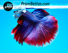Load image into Gallery viewer, Dumbo Halfmoon Male