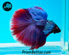 Load image into Gallery viewer, Dumbo Halfmoon Male