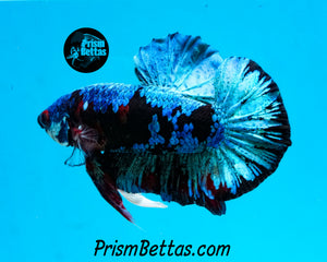 Samurai Koi Halfmoon Plakat Male