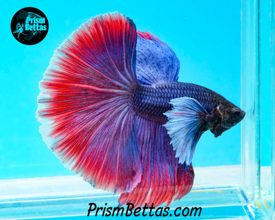 Dumbo Halfmoon Male