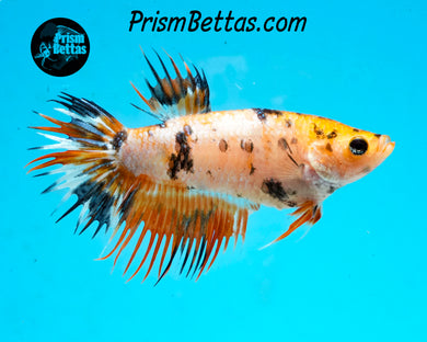 Koi Crowntail Female