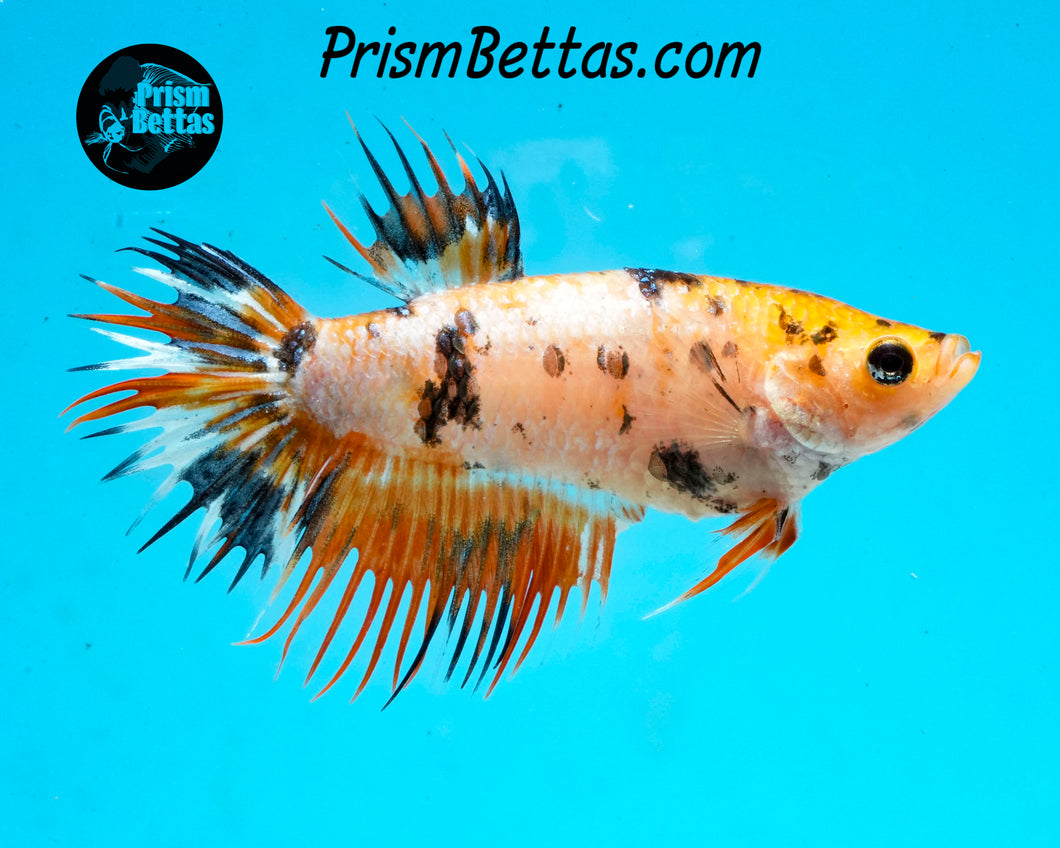 Koi Crowntail Female