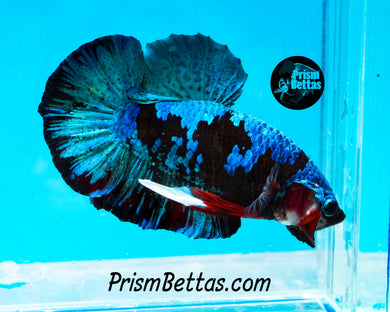 Samurai Koi Halfmoon Plakat Male