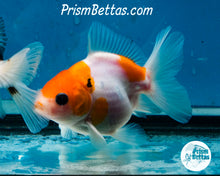 Load image into Gallery viewer, Sakaru Oranda Male (3.25  inch length) Imported from Thailand
