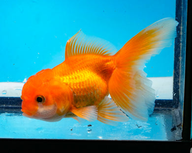 Orange Oranda (3.5-4.25 inches)