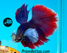 Load image into Gallery viewer, Dumbo Halfmoon Male
