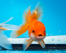 Load image into Gallery viewer, Orange Oranda (3.5-4.25 inches)