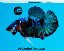 Load image into Gallery viewer, Samurai Koi Halfmoon Plakat Male