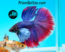 Load image into Gallery viewer, Dumbo Halfmoon Male