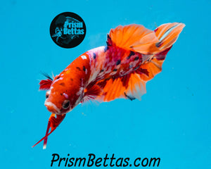 Candy Koi Halfmoon Plakat Male