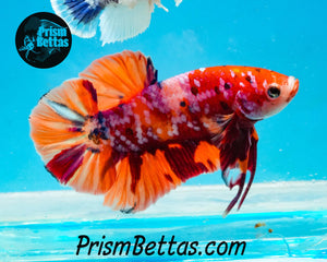 Candy Koi Halfmoon Plakat Male