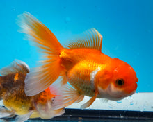 Load image into Gallery viewer, Orange Oranda (3.5-4.25 inches)