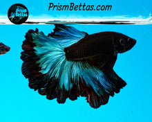 Load image into Gallery viewer, Blacklight Marble Rosetail Halfmoon Male