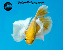Load image into Gallery viewer, Mustard Gas Dumbo Halfmoon Plakat Male
