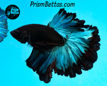 Load image into Gallery viewer, Blacklight Marble Rosetail Halfmoon Male