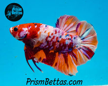 Load image into Gallery viewer, Candy Koi Halfmoon Plakat Male