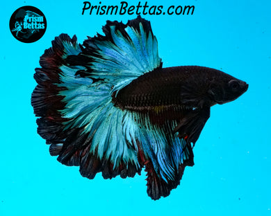 Blacklight Marble Rosetail Halfmoon Male