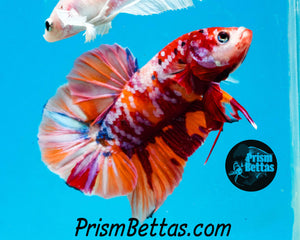 Candy Koi Halfmoon Plakat Male