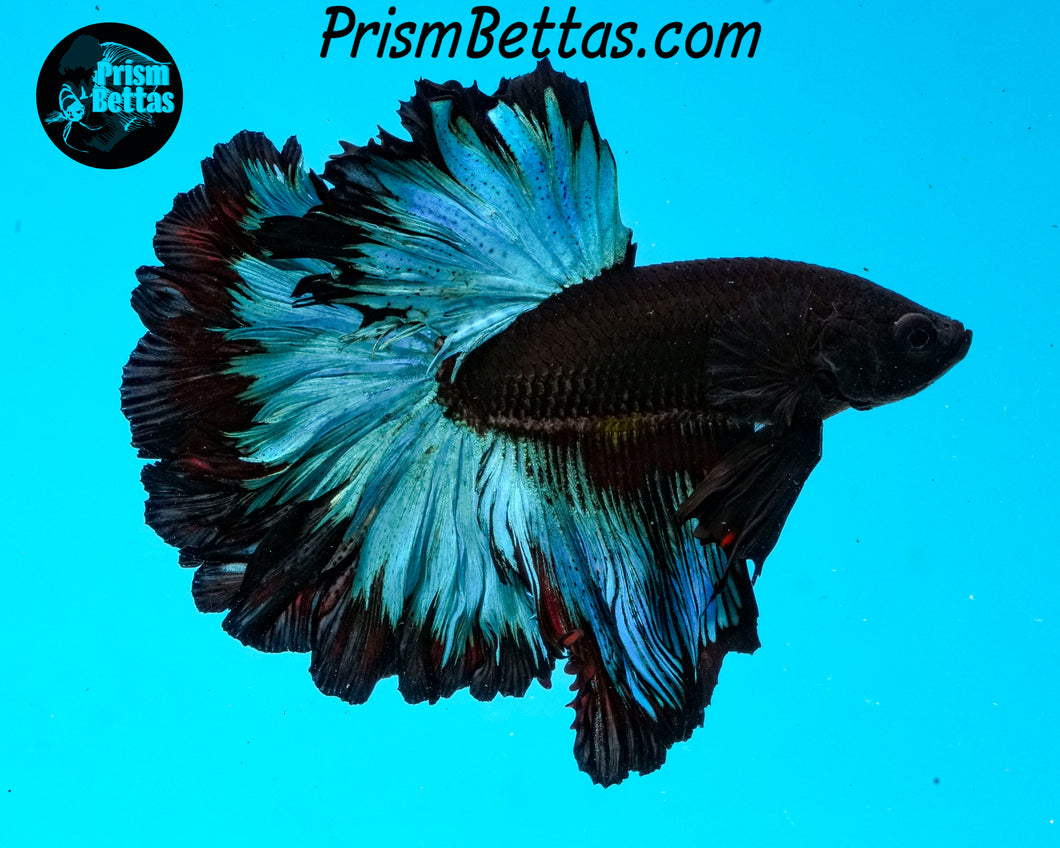 Blacklight Marble Rosetail Halfmoon Male
