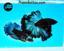 Load image into Gallery viewer, Blacklight Marble Rosetail Halfmoon Male