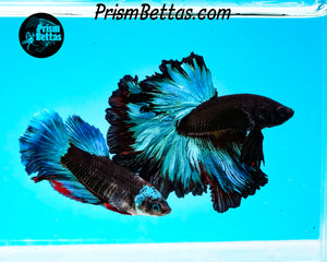 Blacklight Marble Rosetail Halfmoon Male