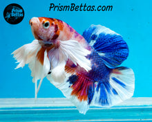 Load image into Gallery viewer, Pink Rainbow Marble Dumbo Halfmoon Plakat Male