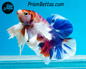 Pink Rainbow Marble Dumbo Halfmoon Plakat Male