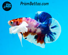 Load image into Gallery viewer, Pink Rainbow Marble Dumbo Halfmoon Plakat Male