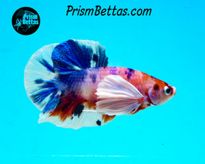 Pink Rainbow Marble Dumbo Halfmoon Plakat Male
