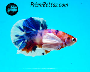 Pink Rainbow Marble Dumbo Halfmoon Plakat Male