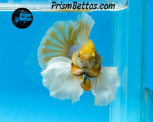 Load image into Gallery viewer, Mustard Gas Dumbo Halfmoon Plakat Male