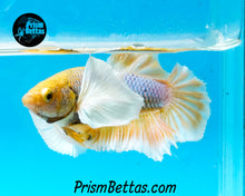 Load image into Gallery viewer, Mustard Gas Dumbo Halfmoon Plakat Male