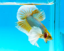 Load image into Gallery viewer, Mustard Gas Dumbo Halfmoon Plakat Male