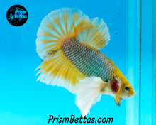 Load image into Gallery viewer, Mustard Gas Dumbo Halfmoon Plakat Male