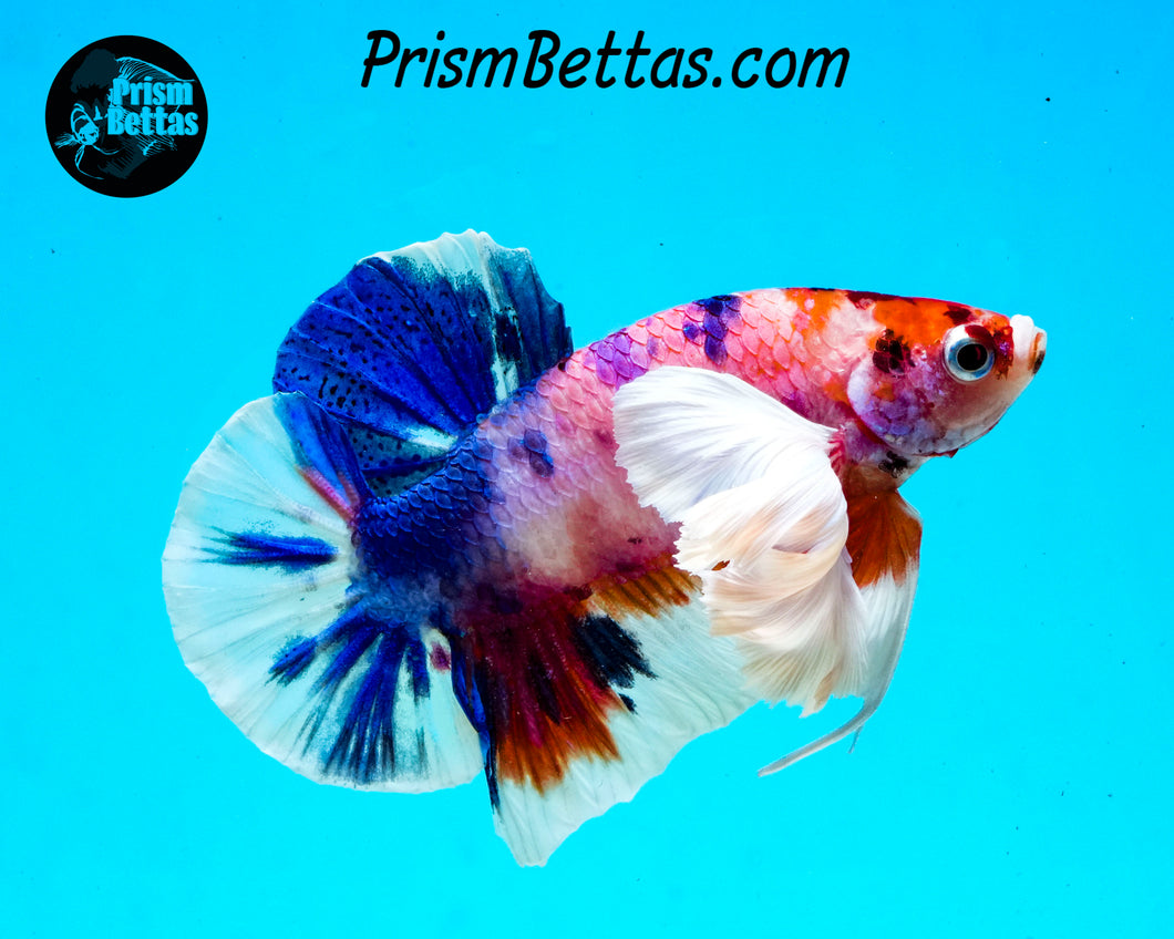 Pink Rainbow Marble Dumbo Halfmoon Plakat Male