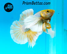 Load image into Gallery viewer, Mustard Gas Dumbo Halfmoon Plakat Male