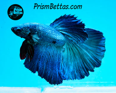 Turquoise Halfmoon Male