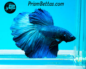 Turquoise Halfmoon Male